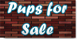 Pups For Sale Banner