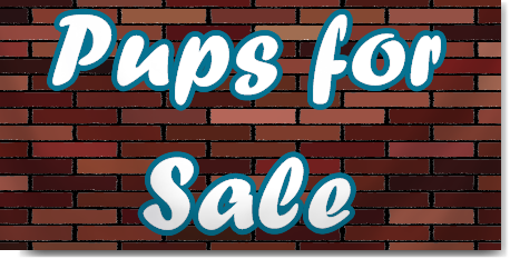 Pups For Sale Banner